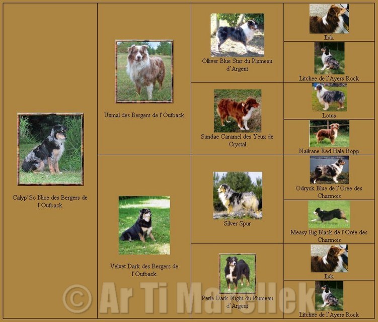 calypso_pedigree