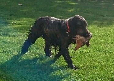 jack